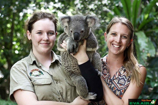 Lone Pine Koala Sanctuary là một nơi tuyệt vời dành cho những người yêu động vật khi đến Brisbane