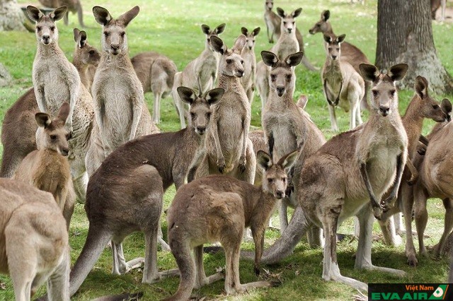 Tại đây bạn cũng sẽ bắt gặp rất nhiều loài vật dễ thương của nước Úc