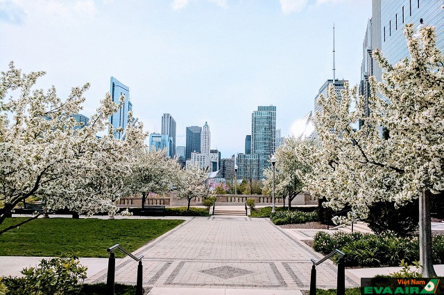 Mùa xuân là một thời điểm ngắm cảnh tuyệt đẹp ở Chicago