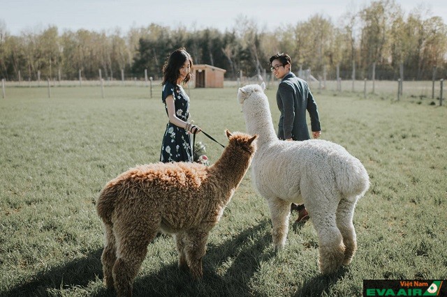 Bạn có thể thỏa sức vui đùa và chụp hình cùng những chú cừu thân thiện