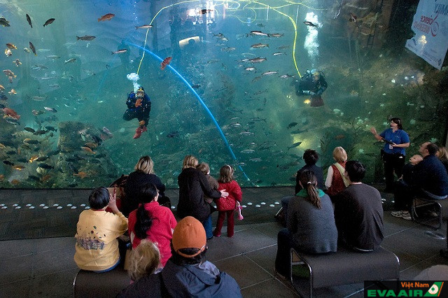 Thủy cung Seattle Aquarium là một thế giới sinh vật biển đáng để bạn khám phá