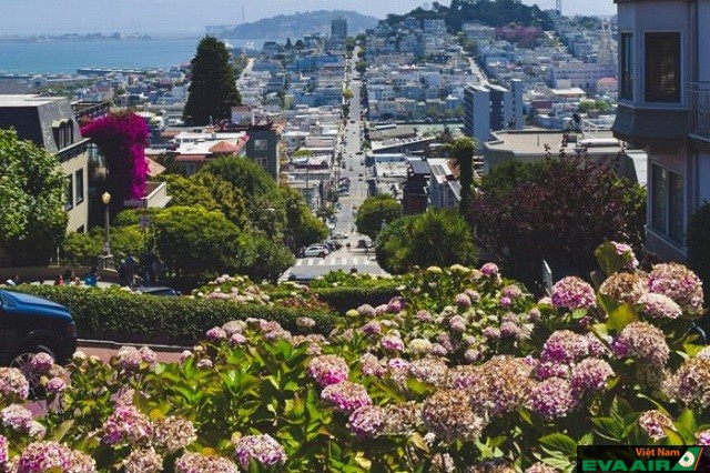 Những bông hoa cẩm tú cầu khoe sắc vào mùa xuân ở San Francisco