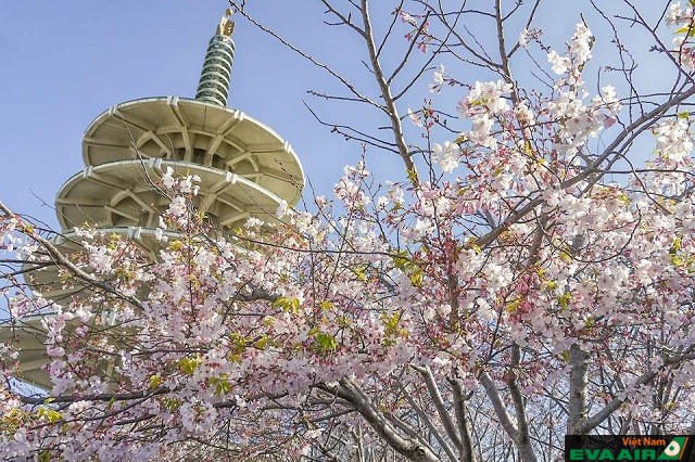 Lễ hội hoa anh đào là nơi để bạn ngắm hoa anh đào ở San Francsico