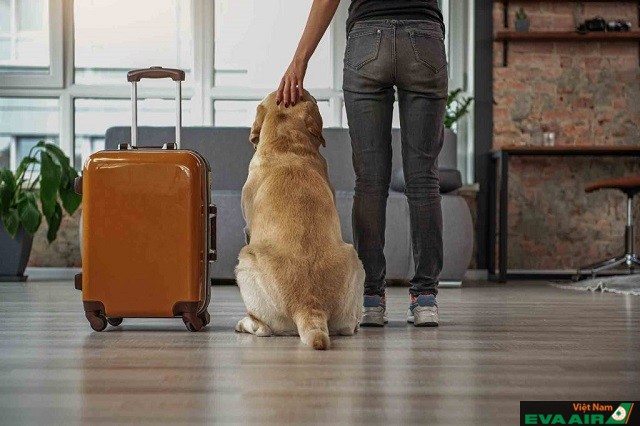 Hãng hàng không EVA Air quy định, vật nuôi sẽ được xem như hành lý ký gửi