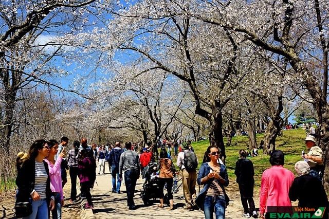 Công viên High Park chính là điểm thưởng ngoạn cảnh thiên nhiên mùa xuân ở Toronto tuyệt vời nhất