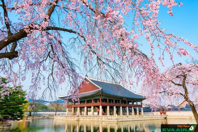 Cảnh quang thiên nhiên Seoul chìm đắm trong sắc hoa anh đào rực rỡ