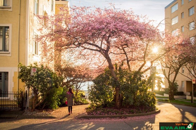 Tips kinh nghiệm hữu ích cho người lần đầu du lịch Vancouver tự túc