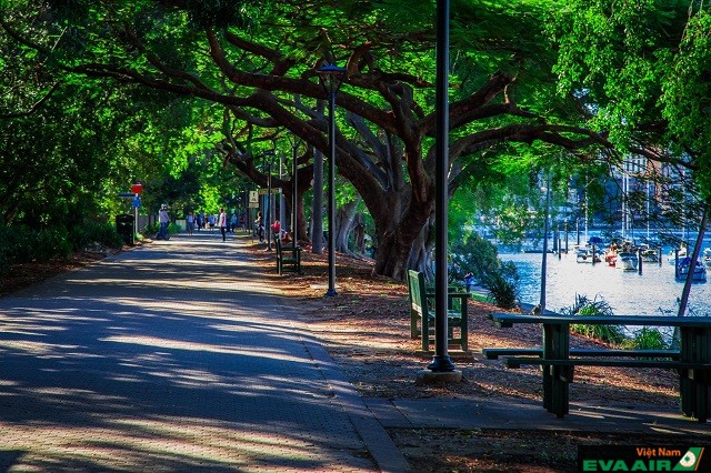 Một góc không gian xanh mát bên trong công viên Brisbane City Botanic Gardens