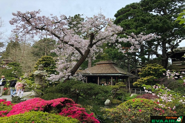 Vườn trà Nhật Bản ngoài hoa anh đào còn có nhiều cây cảnh xinh đẹp rất đáng chiêm ngưỡng