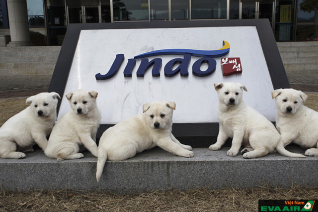 Ngoài cảnh đẹp và đồ ăn ngon đảo Jindo còn nổi tiếng với giống chó cực kỳ thông minh và trung thành