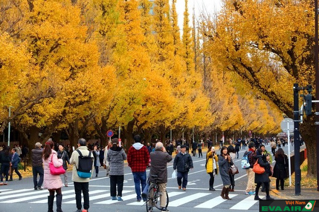 Top 10 địa điểm ngắm lá vàng đẹp nhất ở Tokyo mới nhất