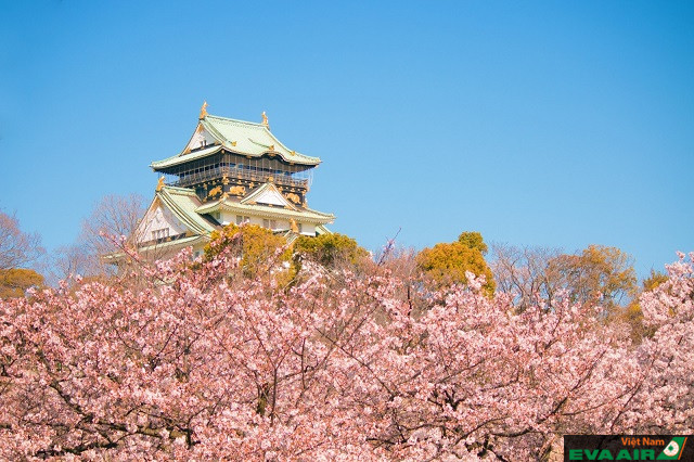 Bắt đầu từ cuối tháng 3 đến đầu tháng 4, Lâu đài Osaka được bao trùm bởi sắc hoa hồng trắng đầy thơ mộng của hơn 3000 gốc hoa anh đào