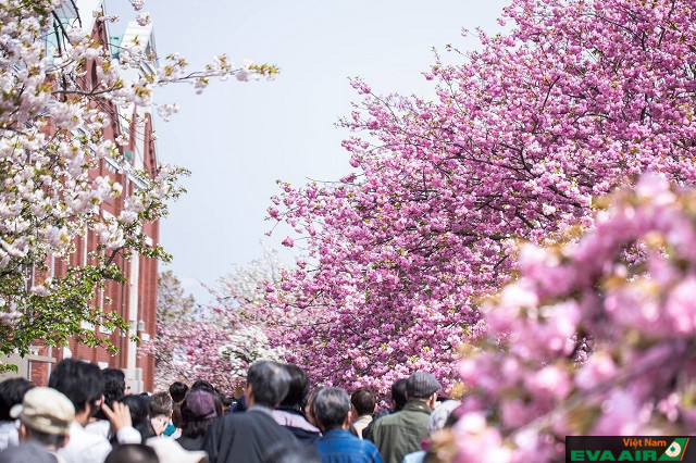 Trong lễ hội hoa anh đào, Osaka Mint Bureau thu hút hơn 600.000 lượt khách ghé thăm và thưởng hoa