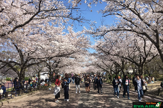 Vào những tháng mùa xuân, công viên là điểm đến quen thuộc của du khách để ngắm hoa anh đào Nhật Bản