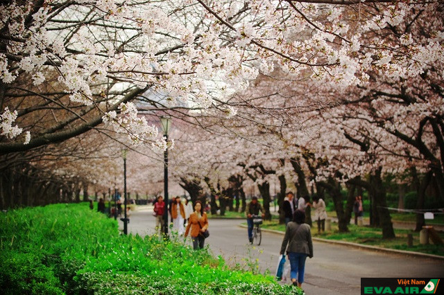 Đường hoa anh đào tuyệt đẹp trong mùa xuân tại công viên Kema Sakuranomiya