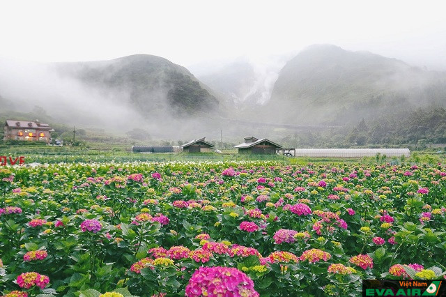 Trong mùa xuân, ngoài hoa anh đào, vườn Yangmingshan còn được tô điểm bởi nhiều loài hoa rực rỡ khác