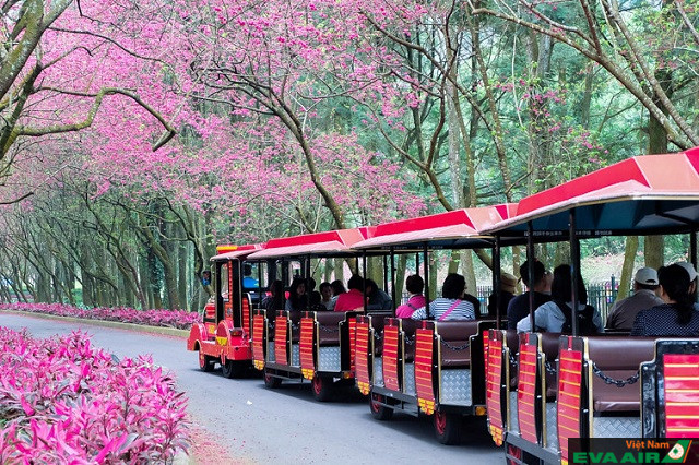 Những địa điểm ngắm hoa anh đào đẹp nhất Đài Loan