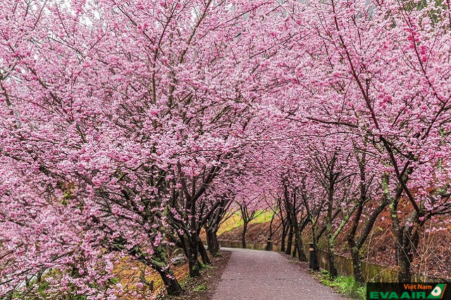 Con đường thơ mộng được phủ đầy hoa anh đào vào mùa xuân ở Wuling Farm
