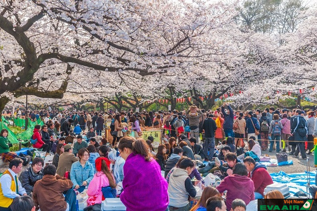 Vườn Nishinomaru là điểm đến tuyệt vời để bạn ngắm sắc hoa anh đào vào mùa xuân