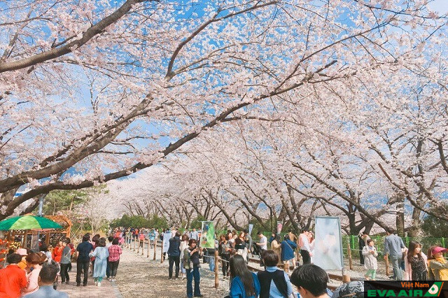 Con đường tràn ngập sắc hoa anh đào trên đảo Jeju