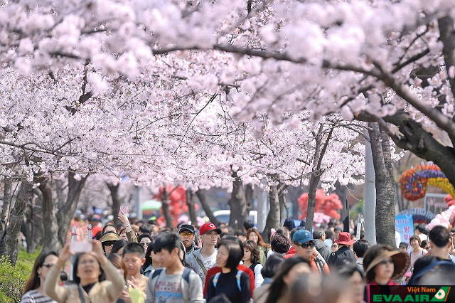 Tưng bừng chào đón lễ hội hoa anh đào ở Hàn Quốc vào mùa xuân
