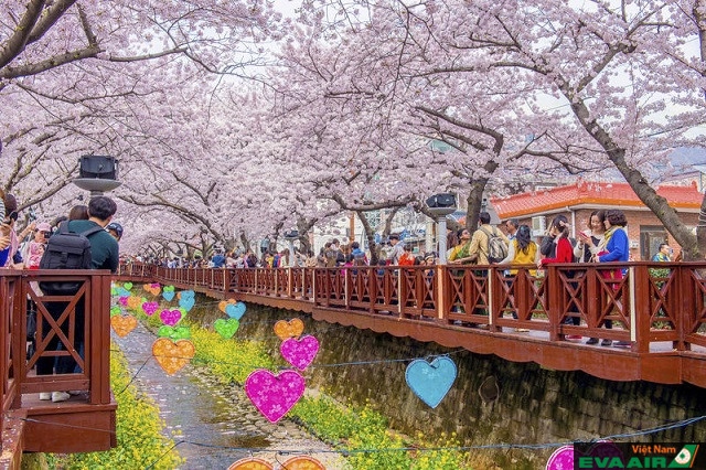 Kinh nghiệm du lịch Hàn Quốc mùa hoa anh đào 2020 chi tiết nhất