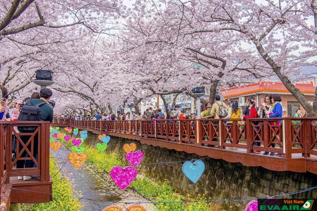 Lễ hội Jinhae Gunhangjae được tổ chức ở Busan với nhiều hoạt động vô cùng thú vị