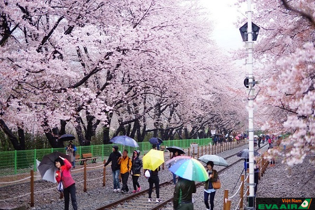 Hãy tham gia vào lễ hội hoa anh đào ở Hàn Quốc để có nhiều trải nghiệm thú vị và đáng nhớ nhất