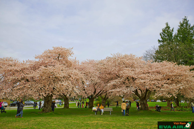 Hoa anh đào ở công viên Nữ hoàng Elizabeth có khá nhiều loại, tạo nên nhiều sắc màu mùa xuân rực rỡ