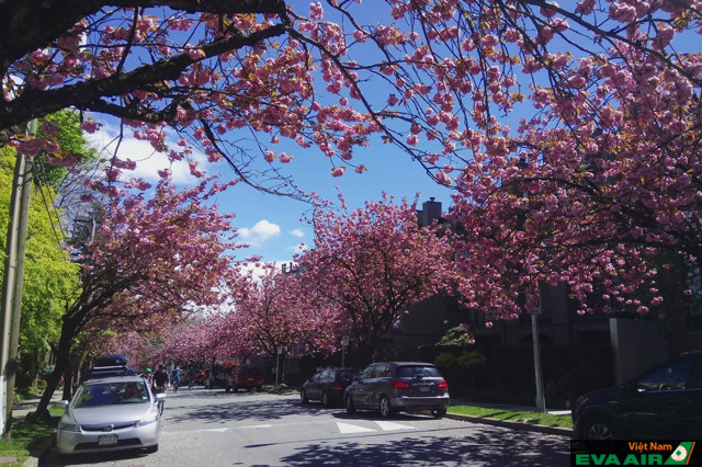 Hoa anh đào mọc thành từng hàng và khoe sắc xinh đẹp trên Đại lộ Tây 7 Vancouver trong mùa xuân