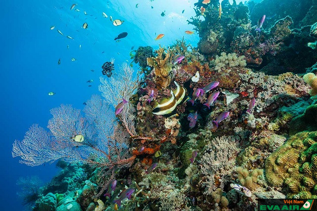 Rạn san hô Great Barrier là địa điểm du lịch nổi bật ở Úc mà bạn không nên bỏ lỡ