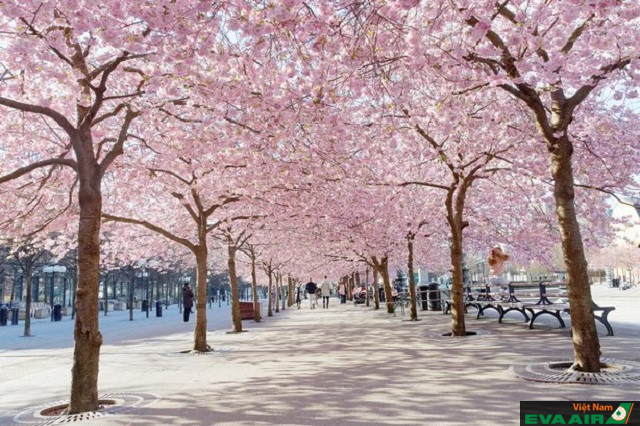 Fresno Blossom là một trong những cung đường mòn tuyệt đẹp ở Fresno