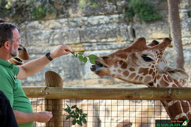 Sở thú và công viên giải trí San Antonio là điểm đến thu hút số lượng du khách đông đúc mỗi năm