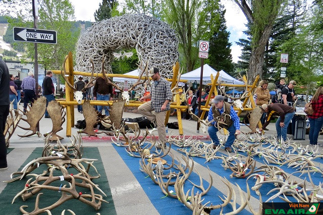 Elk Fest là lễ hội kỷ niệm nai sừng tấm vô cùng độc đáo và ấn tượng mà bạn không nên bỏ lỡ khi du lịch Denver vào mùa thu