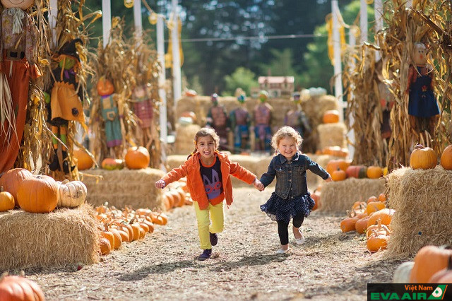 Pumpkin Harvest Festival là lễ hội xoay quanh chủ đề bí ngô vô cùng độc đáo và ấn tượng