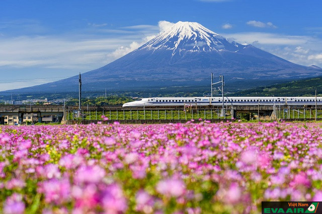 Chìm đắm trong muốn ngàn sắc hoa mùa hè ở chân núi Phú Sĩ