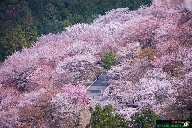 Núi Yoshino là địa điểm ngắm cảnh mùa xuân tuyệt đẹp ở Cố đô Nara vào mọi thời điểm trong năm