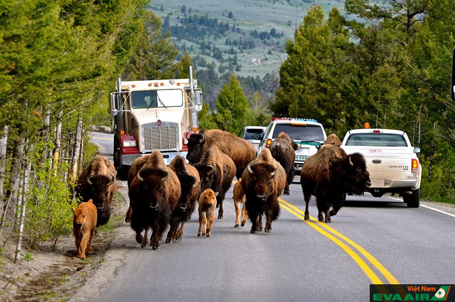 Yellowstone là nơi duy nhất trên đất Mỹ có môi trường sống tốt nhất cho bò rừng bison