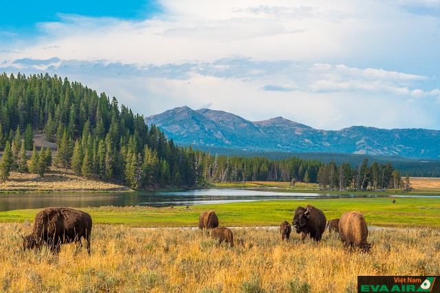 Khung cảnh thiên nhiên tại công viên quốc gia Yellowstone