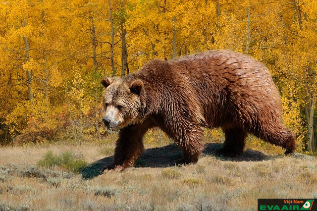 Yellowstone là ngôi nhà chung của nhiều loài động vật hoang dã khác nhau