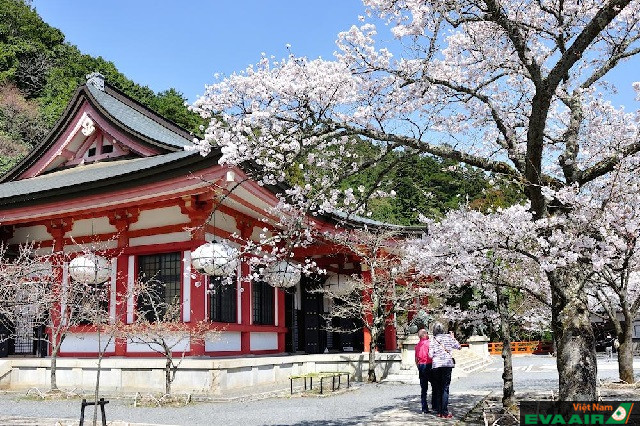 Nhiều du khách đến đền vào mùa xuân để ngắm hoa anh đào