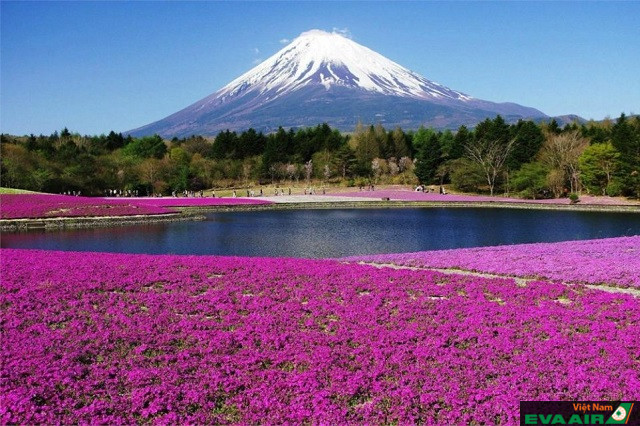 Núi Phú Sĩ và khu vực xung quanh là điểm đến tuyệt đẹp để khám phá