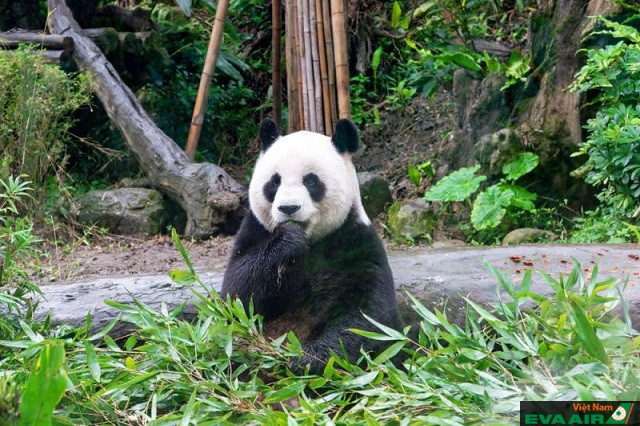 Tại sở thú Đài Bắc du khách sẽ tìm thấy những chú gấu trúc tuyệt đẹp