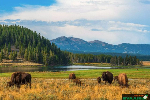Đến công viên quốc gia Yellowstone bạn sẽ có cơ hội được nhìn thấy những đàn bò rừng