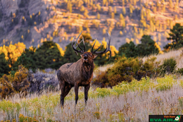 Sở hữu hệ sinh thái đa dạng, công viên quốc gia Rocky Mountain là một trong những công viên đẹp nhất nước Mỹ