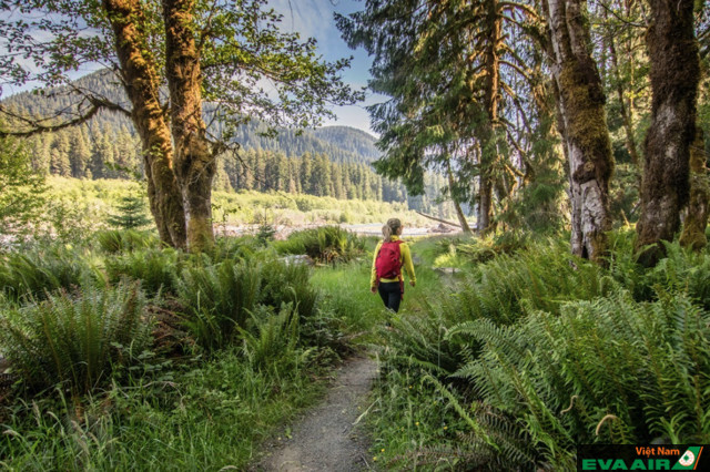 Olympic National Park được bao phủ bởi những khu rừng xanh tốt