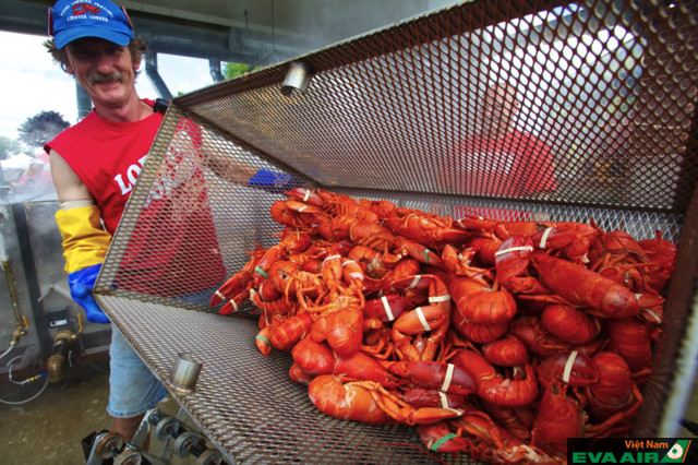 Tôm hùm sẽ được phục vụ với nhiều món ăn hấp dẫn trong lễ hội Maine Lobster Festival