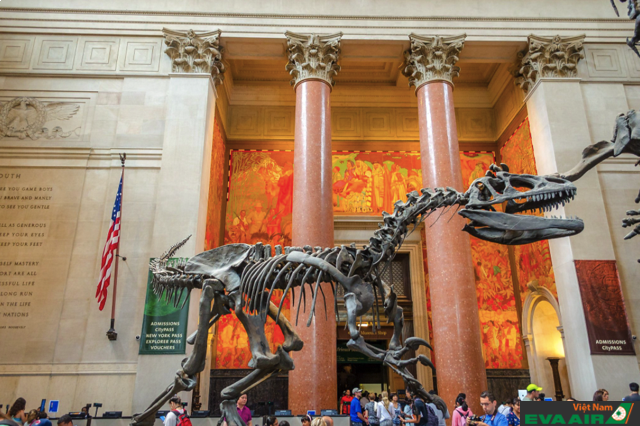 Bộ xương khủng long triển lãm tại bảo tàng là điểm thu hút du khách nhất tại đây
