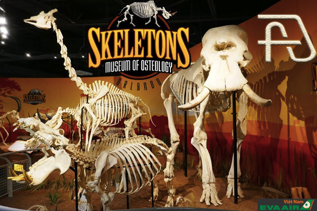 Skeletons: Museum of Osteology là một bảo tàng vô cùng độc đáo ở Orlando