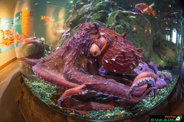 Bạch tuộc khổng lồ trong thủy cung Seattle Aquarium